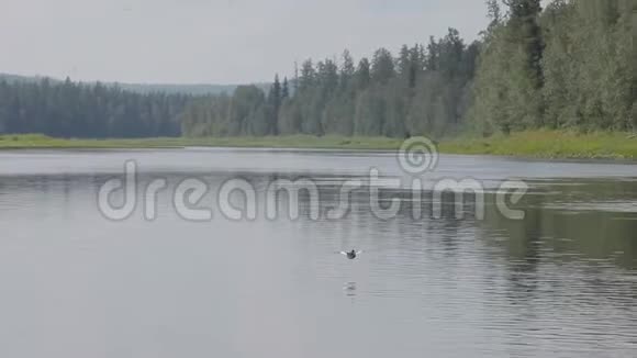 一只鸭子飞过河流视频的预览图