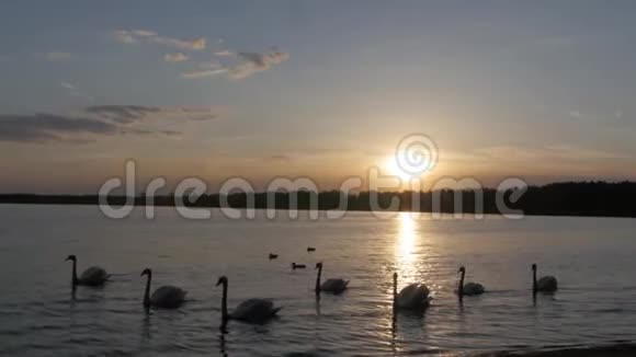 日落时许多白色天鹅在湖里游泳视频的预览图