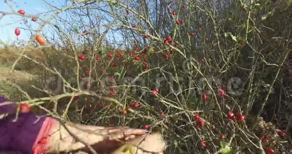 采集野生玫瑰花石榴在大自然中进行凉茶视频的预览图