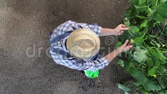 在菜园里干活的男农照顾一株黄瓜俯视和复制空间视频的预览图
