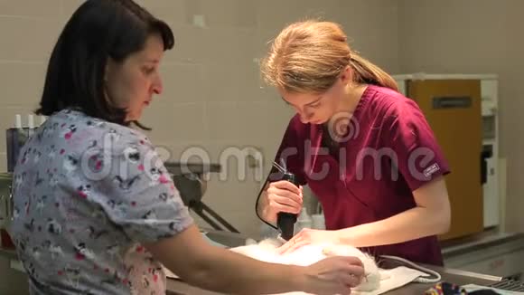 手术台上的兔子眼科治疗两个年轻的女人为动物做手术准备视频的预览图