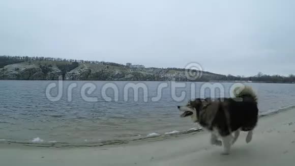 冬天一只大而漂亮的狗在一条冰冷的河畔缓慢地奔跑它的品种是哈士奇孔雀视频的预览图