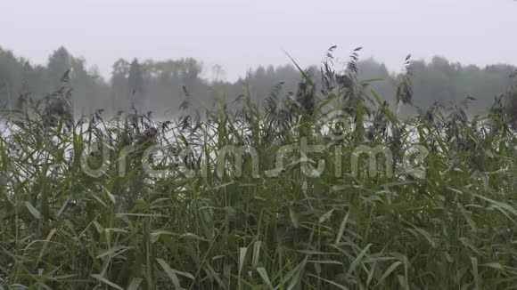 雾在湖边松林附近日落欧洲视频的预览图