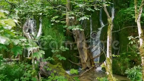 枯木和青苔之间的小瀑布视频的预览图