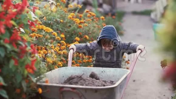 可爱的小男孩开着手推车在花园里穿过花男性尝试移动手推车在户外工作4K视频的预览图