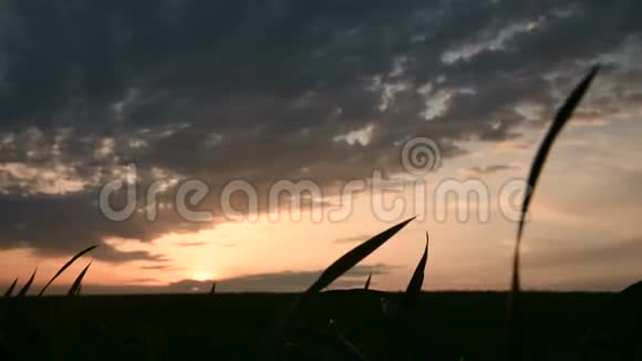 落日背景下一片绿色麦田的全景轮廓和一片带有晚霞的史诗般的天空视频的预览图