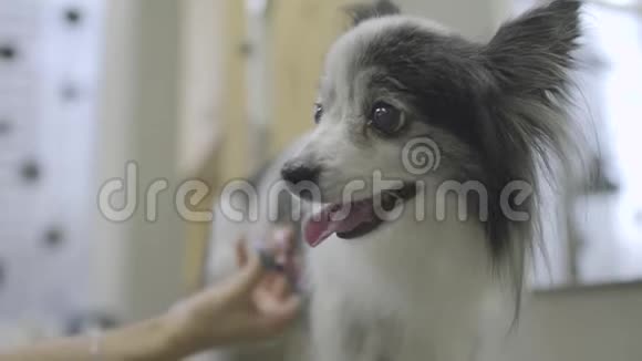 宠物美容师狗毛和剪刀在美容沙龙兽医诊所的专业动物理发和造型好好照顾视频的预览图