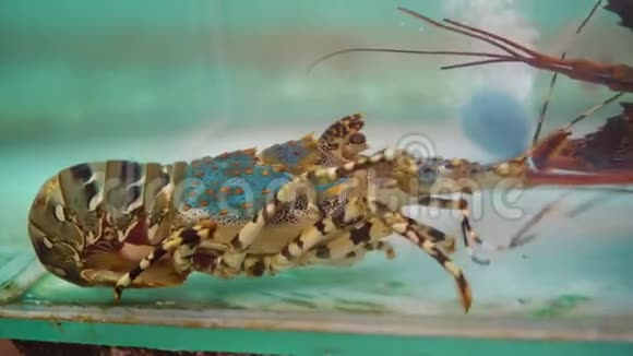 鱼缸里的刺龙虾出售市场上的新鲜海鲜视频的预览图