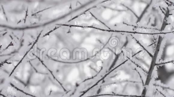 冬季圣诞节的背景无叶的树枝覆盖着海霜视频的预览图
