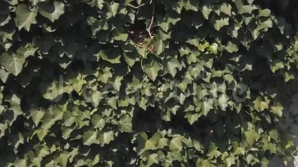 欧洲常春藤赫德拉螺旋叶石墙视频的预览图