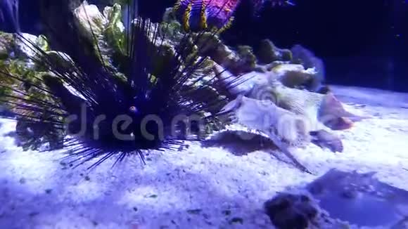 年轻的马蹄形垃圾正在珊瑚礁底部积极移动视频的预览图