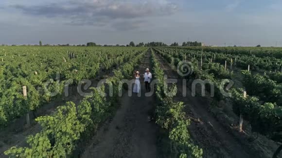 乡间从高处俯瞰两个人的户外谈话漫步在一排排葡萄园之间视频的预览图