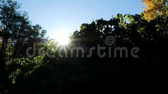 太阳从灌木丛后面往外看早晨在树上蒸发视频的预览图