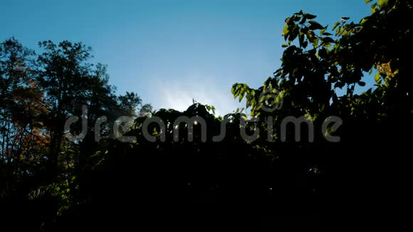 早晨蒸发在树上黎明时蒸汽在太阳下升起视频的预览图