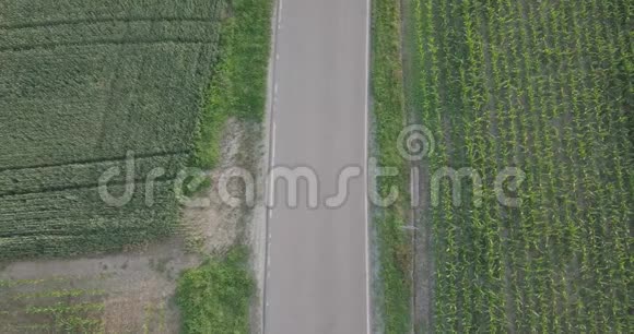 红车在年轻的田野上行驶的鸟瞰图视频的预览图