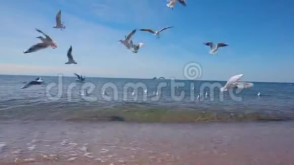 海鸥飞过水面觅食视频的预览图