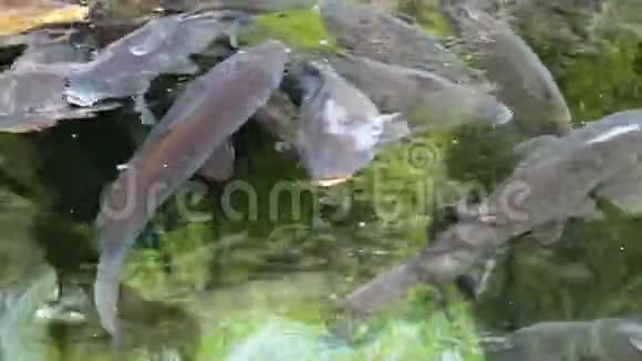 大型的腐肉一个接一个地漂浮在湖里寻找食物视频的预览图