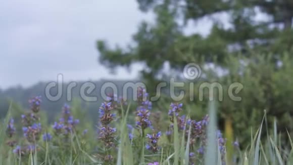 自然夏季的绿野景观蓝色多云的天空和绿树背景上有紫色的花股票视频的预览图
