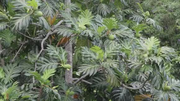 加勒比地区的面包树视频的预览图