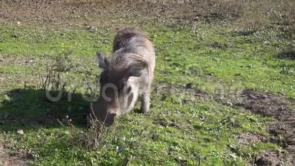 普通的疣猪跪在地上吃草视频的预览图