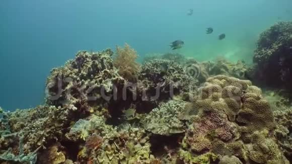 海底有珊瑚和热带鱼珊瑚礁和鱼在水下菲律宾Camiguin视频的预览图