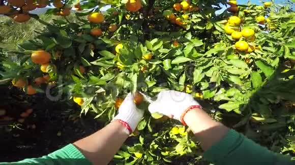 有机种植园用手采摘橘子视频的预览图