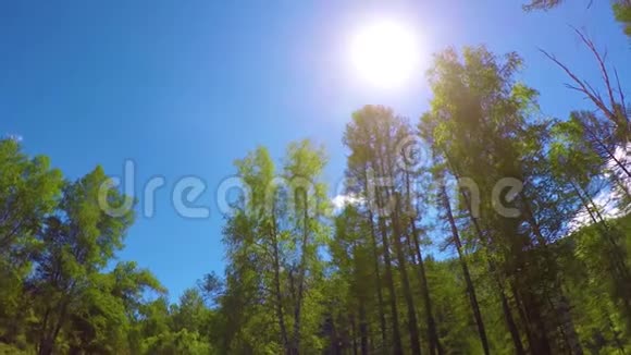 明媚的阳光透过五颜六色的秋天树顶部的广角视图背景视频的预览图
