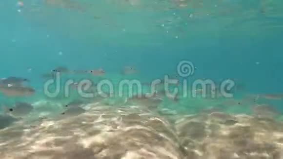 一群沙帕鱼的水下镜头通常被称为梦幻鱼水水或金线鱼视频的预览图