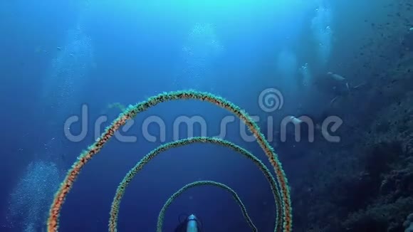 海礁上的螺旋珊瑚螺旋状视频的预览图