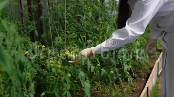 遗传学家检查番茄实验样品的状态视频的预览图
