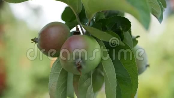 树上的小苹果成熟的苹果树上苹果树树枝上的苹果汁特写镜头4K视频的预览图