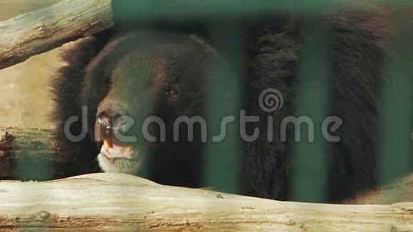 乌苏里熊打哈欠的熊视频的预览图