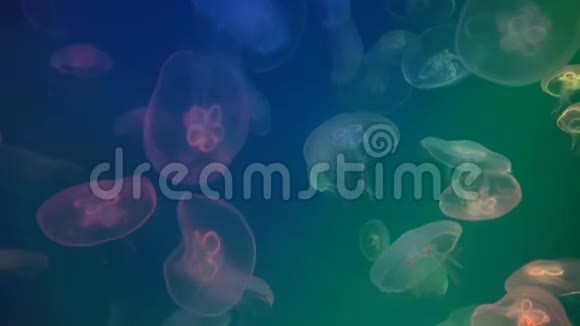 漂浮在深海的荧光水母蓝色背景的海洋生物视频的预览图