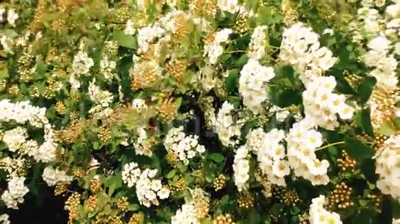 新鲜的白花和绿叶绣线菊丛视频的预览图