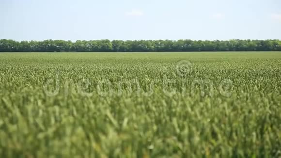 草田俄罗斯自然青麦秆迎风吹天然麦田视频的预览图