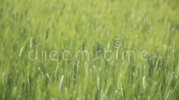 绿色的麦秆在风中飘扬天然麦田美丽的自然麦田视频的预览图