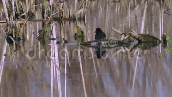 鸟沙痞男个体走过沼泽寻找食物并食用它晴朗的夏天视频的预览图