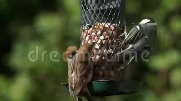带鸟的喂鸟器视频的预览图