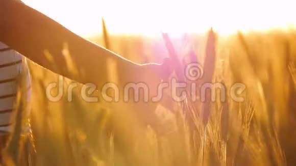 小女孩在日落的草地上挥手孩子的手碰到麦穗视频的预览图
