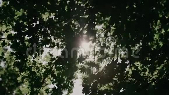 太阳的光线穿透了到处树木的叶子慢动作视频的预览图