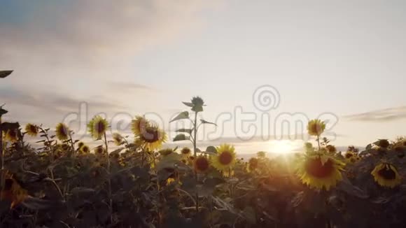 美丽的向日葵在夜空的背景下有黄色花瓣和暗核的花视频的预览图