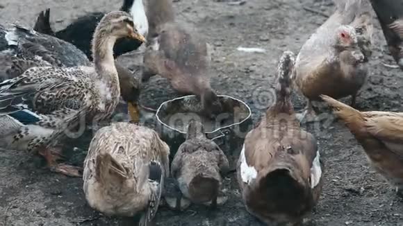 鸭子在鸟场喝水商业耕作概念视频的预览图