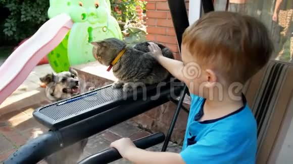 4k镜头可爱的蹒跚学步的男孩坐在后院的长凳上抚摸着灰猫视频的预览图