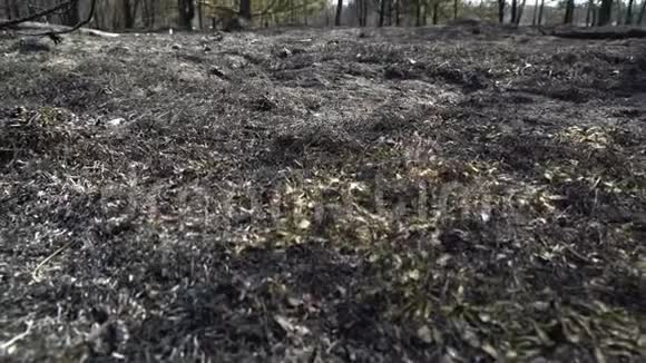 人类的脚在燃烧的森林中行走危险的干旱天气灰烬生态灾难视频的预览图