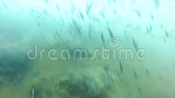 水下的鱼雨视频的预览图