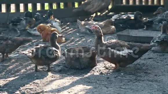 在泰国农场喂养家鸭商业耕作概念视频的预览图
