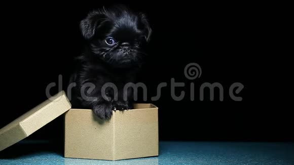 小狗肖像纸盒深色背景视频的预览图