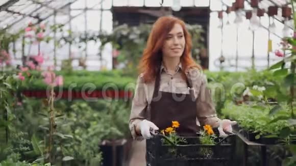 年轻漂亮的女人拿着花盆放在温室里环顾四周美丽的花草视频的预览图