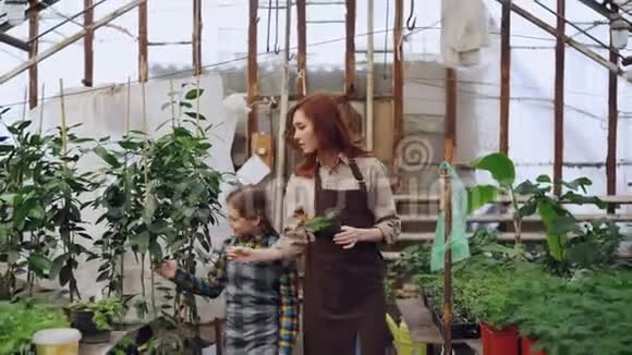 年轻的企业家旅馆老板和围裙里的小女儿拿着盆栽在温室里散步看着视频的预览图