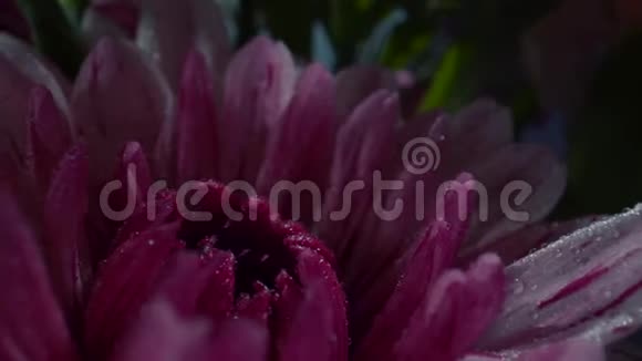 紫菊朝阳滴水美丽的花束特写视频的预览图